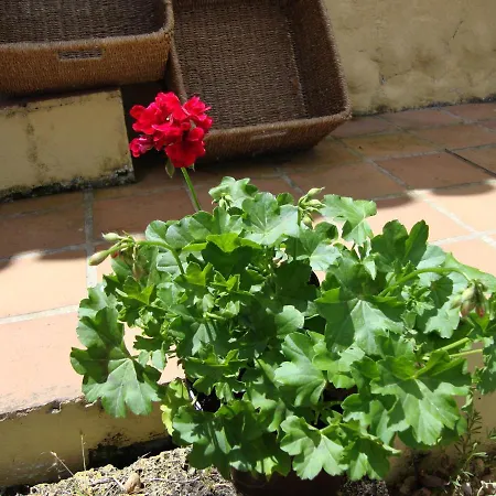Casitas La Brenda Y La Gaga Διαμέρισμα Λος Ρεαλέχος