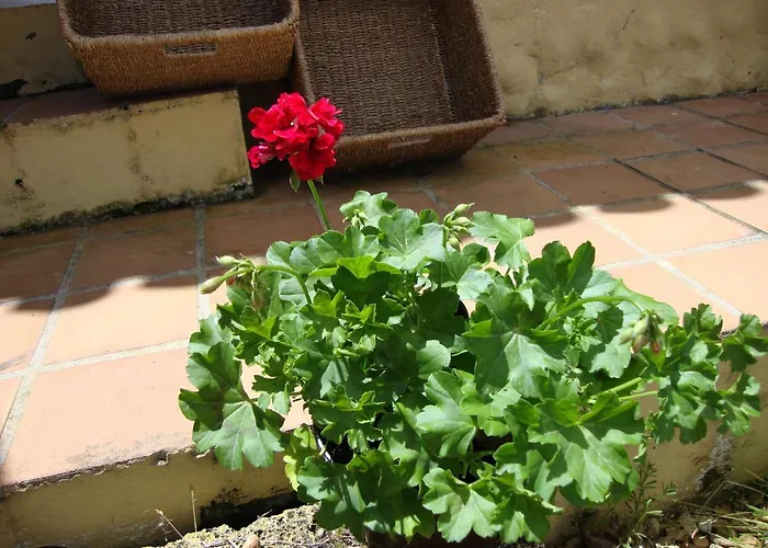 Casitas La Brenda Y La Gaga شقة لوس رياليخوس