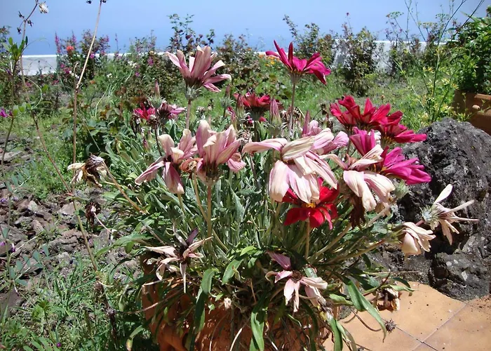 Casitas La Brenda Y La Gaga شقة لوس رياليخوس